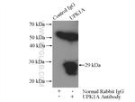 UPK1A Antibody in Immunoprecipitation (IP)