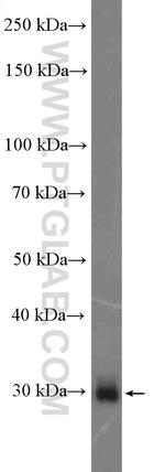 PRTN3 Antibody in Western Blot (WB)