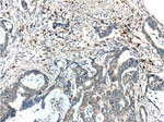 PRTN3 Antibody in Immunohistochemistry (Paraffin) (IHC (P))