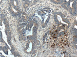 PRTN3 Antibody in Immunohistochemistry (Paraffin) (IHC (P))
