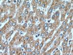 BEX5 Antibody in Immunohistochemistry (Paraffin) (IHC (P))