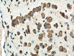BEX5 Antibody in Immunohistochemistry (Paraffin) (IHC (P))