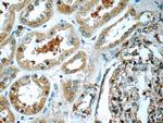 TRAPPC2L Antibody in Immunohistochemistry (Paraffin) (IHC (P))