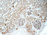 TRAPPC2L Antibody in Immunohistochemistry (Paraffin) (IHC (P))
