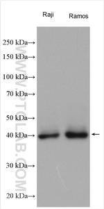 CD38 Antibody in Western Blot (WB)