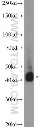 CD38 Antibody in Western Blot (WB)