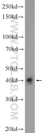 CD38 Antibody in Western Blot (WB)
