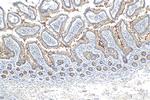 CLCA1 Antibody in Immunohistochemistry (Paraffin) (IHC (P))