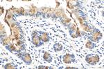 CLCA1 Antibody in Immunohistochemistry (Paraffin) (IHC (P))