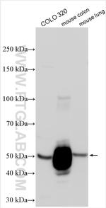 CLCA1 Antibody in Western Blot (WB)