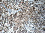 CWC15 Antibody in Immunohistochemistry (Paraffin) (IHC (P))