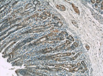 CWC15 Antibody in Immunohistochemistry (Paraffin) (IHC (P))