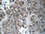 CWC15 Antibody in Immunohistochemistry (Paraffin) (IHC (P))