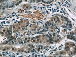 CWC15 Antibody in Immunohistochemistry (Paraffin) (IHC (P))
