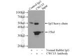 CWC15 Antibody in Immunoprecipitation (IP)