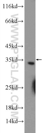 CWC15 Antibody in Western Blot (WB)