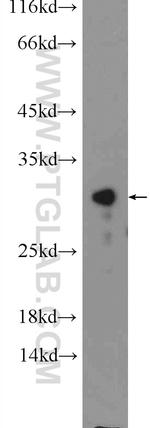 CWC15 Antibody in Western Blot (WB)