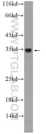 CWC15 Antibody in Western Blot (WB)