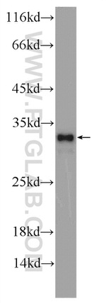 CWC15 Antibody in Western Blot (WB)