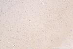 PPFIA4 Antibody in Immunohistochemistry (Paraffin) (IHC (P))