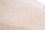 PPFIA4 Antibody in Immunohistochemistry (Paraffin) (IHC (P))