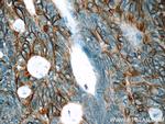 Claudin 23 Antibody in Immunohistochemistry (Paraffin) (IHC (P))