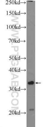 Claudin 23 Antibody in Western Blot (WB)