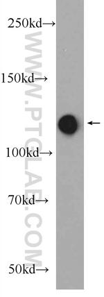 RBM25 Antibody in Western Blot (WB)