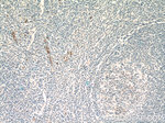 ASB14 Antibody in Immunohistochemistry (Paraffin) (IHC (P))