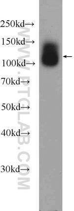 TMEM132A Antibody in Western Blot (WB)