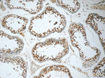 ZNF571 Antibody in Immunohistochemistry (Paraffin) (IHC (P))