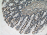 DTX3 Antibody in Immunohistochemistry (Paraffin) (IHC (P))