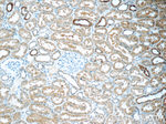 DTX3 Antibody in Immunohistochemistry (Paraffin) (IHC (P))