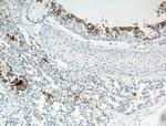 PIH1D3 Antibody in Immunohistochemistry (Paraffin) (IHC (P))