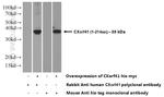 PIH1D3 Antibody in Western Blot (WB)