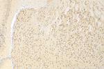 CAMK2N1 Antibody in Immunohistochemistry (Paraffin) (IHC (P))