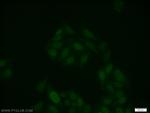RUNX1 (middle) Antibody in Immunocytochemistry (ICC/IF)