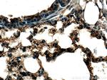 EHD3 Antibody in Immunohistochemistry (Paraffin) (IHC (P))