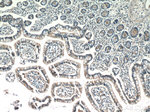 IQSEC2 Antibody in Immunohistochemistry (Paraffin) (IHC (P))