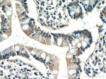 IQSEC2 Antibody in Immunohistochemistry (Paraffin) (IHC (P))