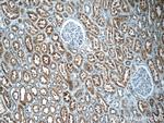 IQSEC2 Antibody in Immunohistochemistry (Paraffin) (IHC (P))