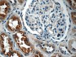 IQSEC2 Antibody in Immunohistochemistry (Paraffin) (IHC (P))