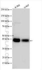 CD32A/C Antibody in Western Blot (WB)
