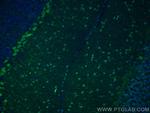 TRH Antibody in Immunohistochemistry (PFA fixed) (IHC (PFA))