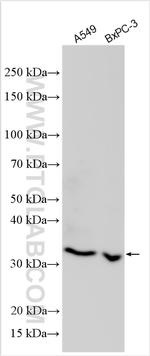 TRH Antibody in Western Blot (WB)