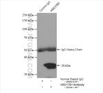 HSD17B1 Antibody in Immunoprecipitation (IP)