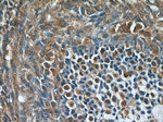 CHD3 Antibody in Immunohistochemistry (Paraffin) (IHC (P))