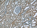 CHD3 Antibody in Immunohistochemistry (Paraffin) (IHC (P))