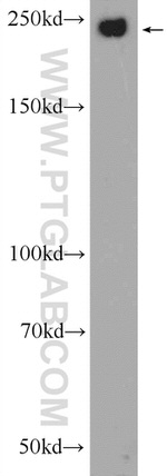 CHD3 Antibody in Western Blot (WB)