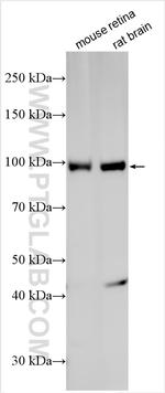 GRM6 Antibody in Western Blot (WB)